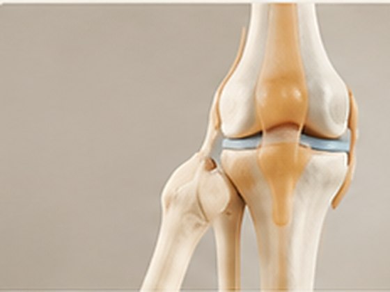 An anatomical model of the knee joint