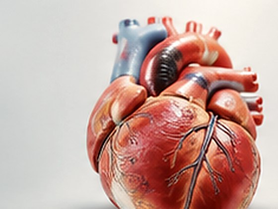 An anatomical model of the human heart