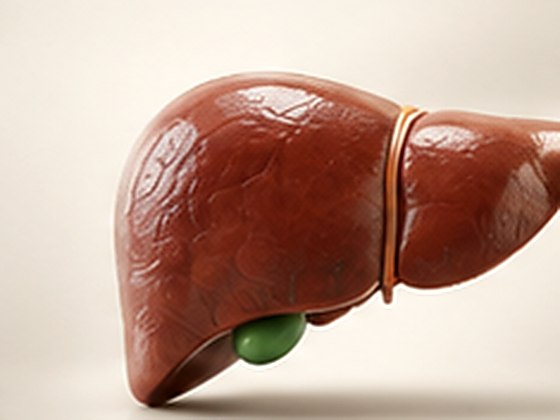 An anatomical model of the human liver
